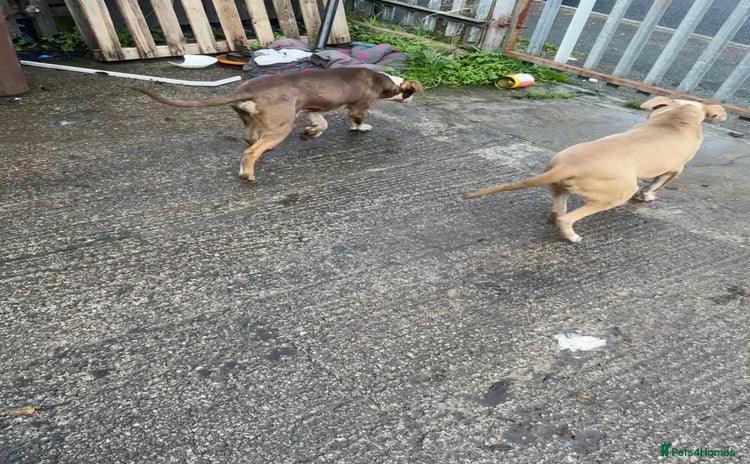 Mixed Breed dogs - Advert 12