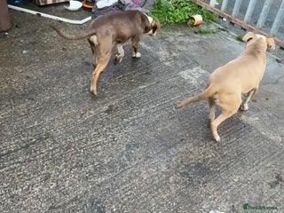 Mixed Breed dogs - Advert 8