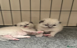 Ragdoll cats for sale: Exceptional Quality Ragdoll Kittens - Image 8
