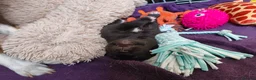 Mixed Breed dogs for sale: Gorgeous puppies looking for forever homes  - Advert 17