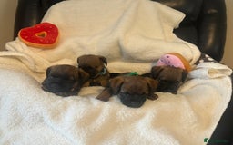 Border Terrier dogs for sale: Stunning litter of border terrier puppies  - Image 2