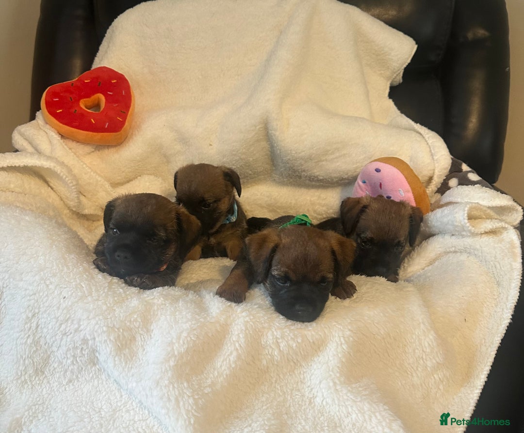 Border Terrier dogs for sale: Stunning litter of border terrier puppies  - Image 2