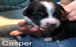 Border Collie dogs for sale: Beautiful Border Collie Pups, Merle & Classic Tri - Image 4