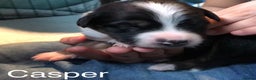 Border Collie dogs for sale: Beautiful Border Collie Pups, Merle & Classic Tri - Advert 4