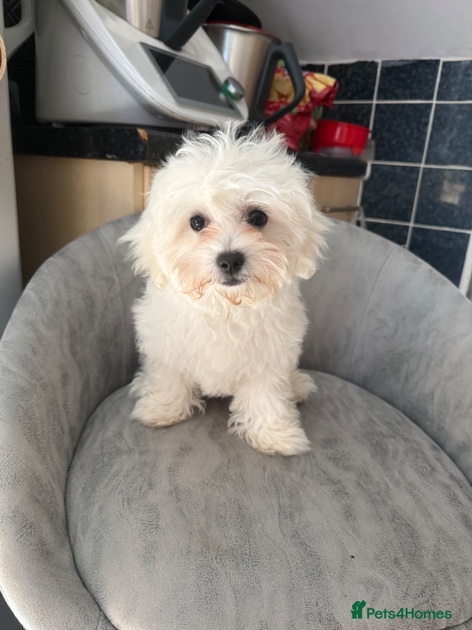 Maltipoo dogs Maltipoo  - Advert 2