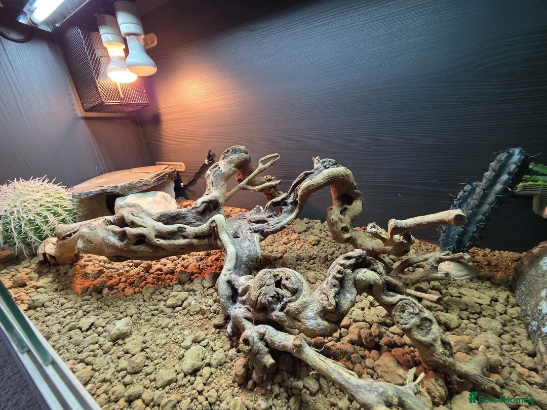Bearded Dragon reptiles for sale: Bearded Dragon in Corby - Advert 10