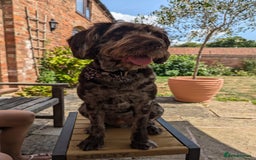 Labradoodle dogs for sale: Meet Elton – Our Beautiful Labradoodle  - Image 8