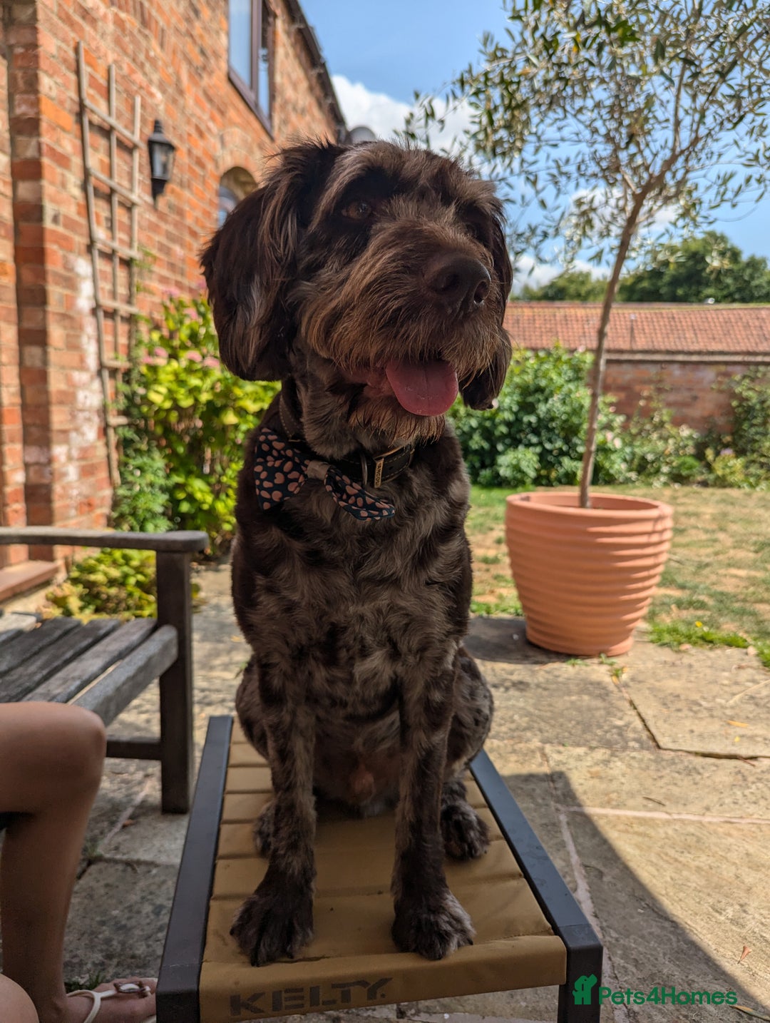 Labradoodle dogs for sale: Meet Elton – Our Beautiful Labradoodle  - Image 8