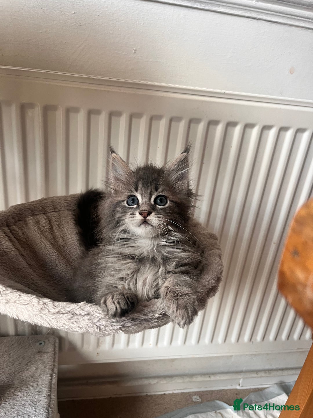Maine Coon cats for sale: Blue Tabby boys TICA register  - Advert 6