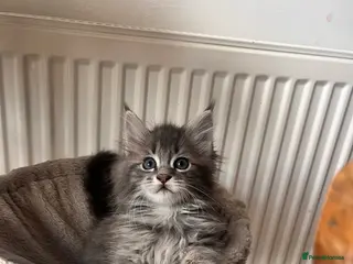 Maine Coon cats Blue Tabby boys TICA register - Advert 15