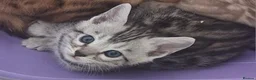 Bengal cats for sale: Bengals rare colours with clouded Leopard pattern - Advert 6