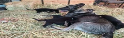 German Shepherd dogs for sale: Beautiful German Shepherd puppies in Taunton - Advert 2