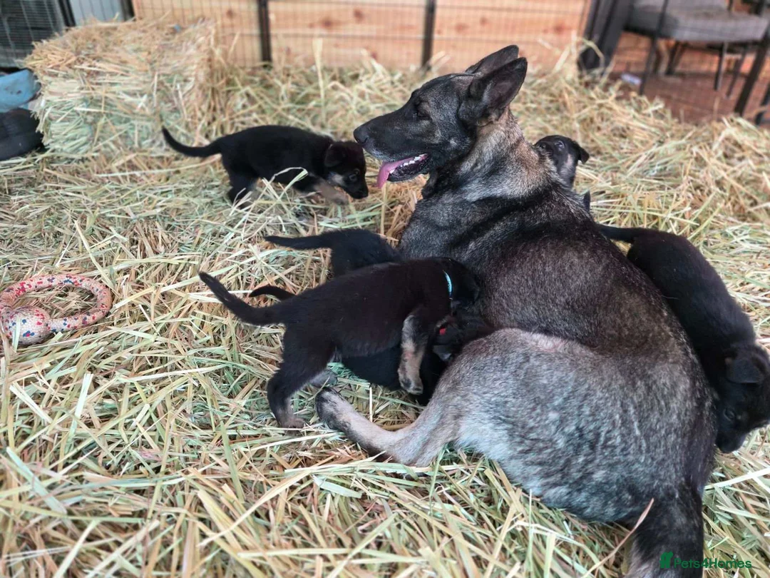 German Shepherd dogs for sale: Beautiful German Shepherd puppies in Taunton - Advert 2