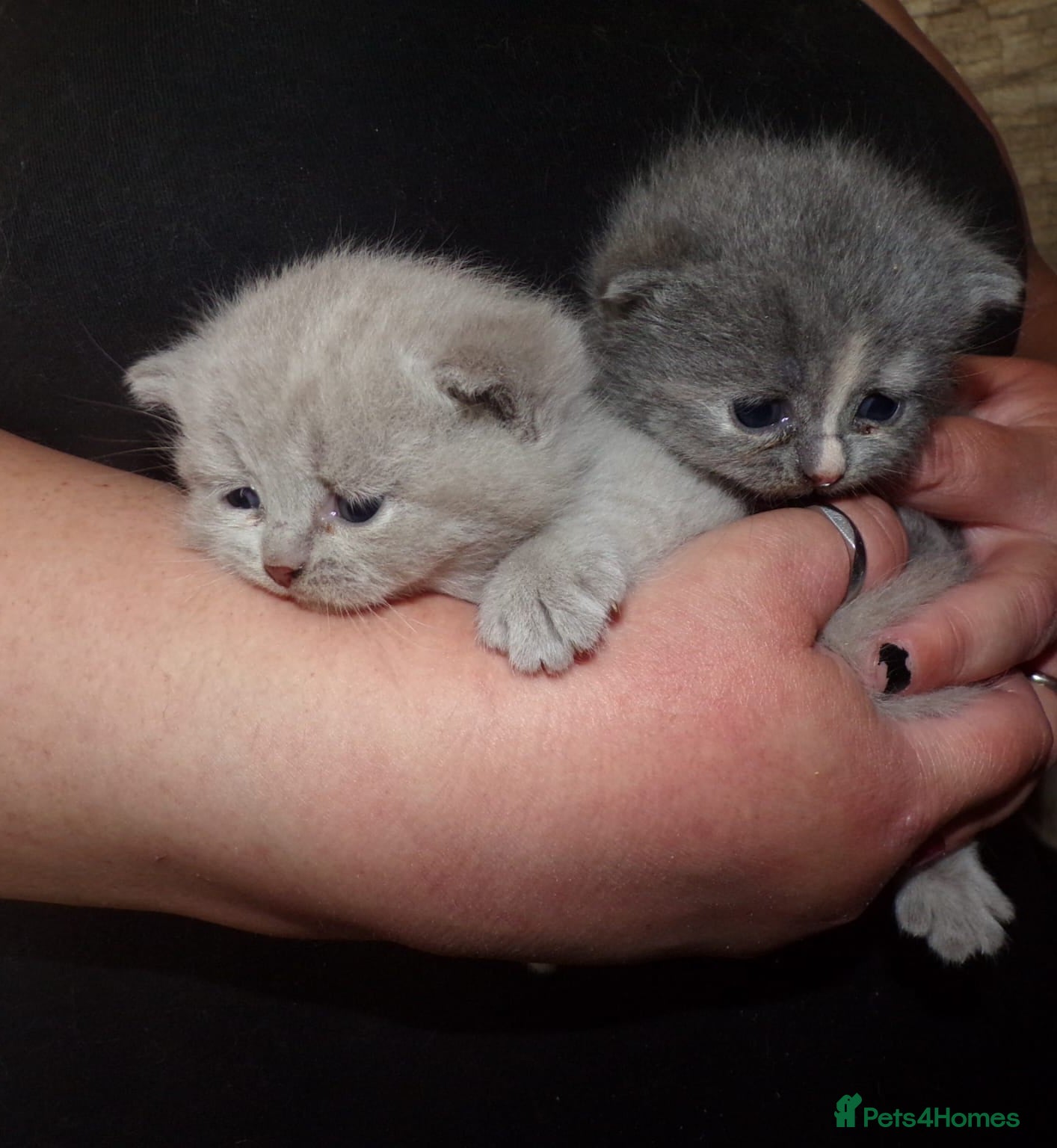 British Shorthair cats 💜 Precious Litter Of BSH Kittens 💜 - Advert 1