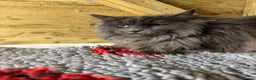 Maine Coon cats for stud: GCCF Blue Smoke Maine Coon Stud in Thetford - Advert 2