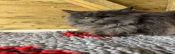 Maine Coon cats for stud: GCCF Blue Smoke Maine Coon Stud in Thetford - Advert 2
