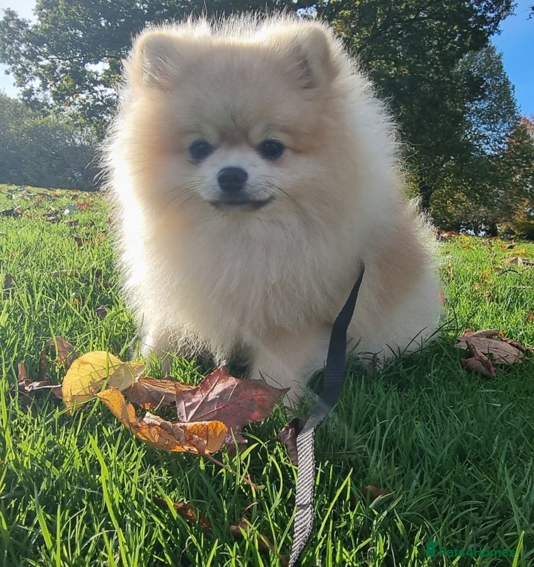 Pomeranian dogs Pomeranian Joy male - Advert 11