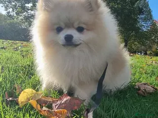 Pomeranian dogs Pomeranian Joy male - Advert 11