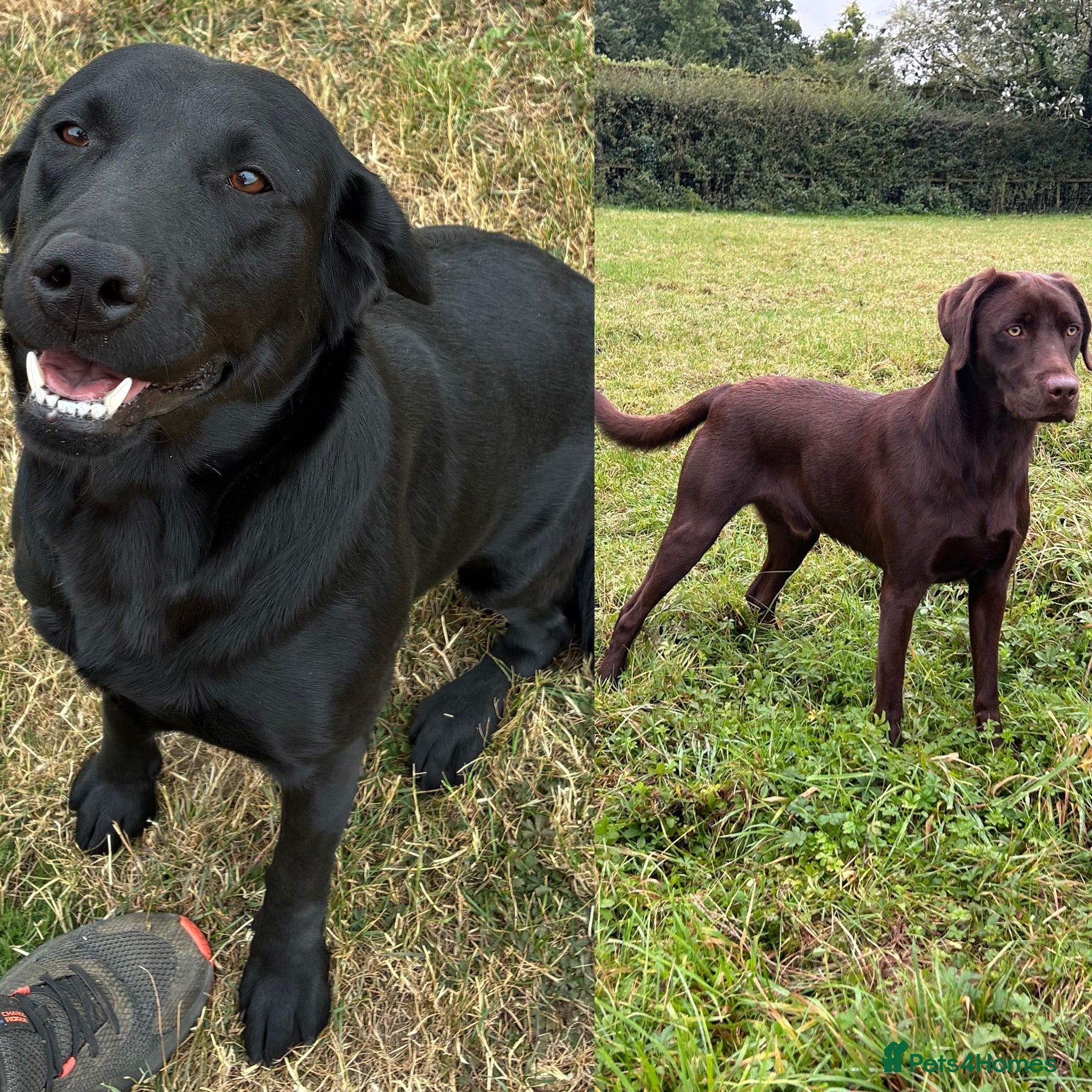 Labrador Retriever dogs WAITING LIST - KC Reg Labrador 0/0 hip pairing - Advert 14