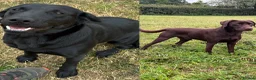 Labrador Retriever dogs for sale: CLOSED WAITING LIST - KC Labrador 0/0 hip pairing - Advert 1