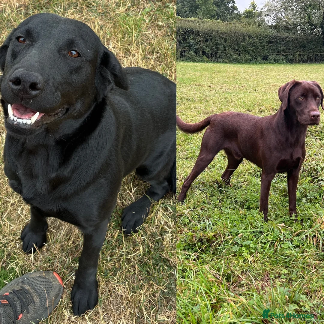 Labrador Retriever dogs for sale: CLOSED WAITING LIST - KC Labrador 0/0 hip pairing - Advert 1