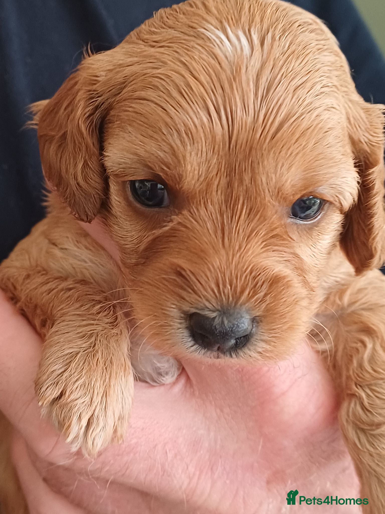 Cavapoo dogs HEALTH-TESTED CAVAPOO ETHICAL RESPONSIBLE BREEDING - Advert 1