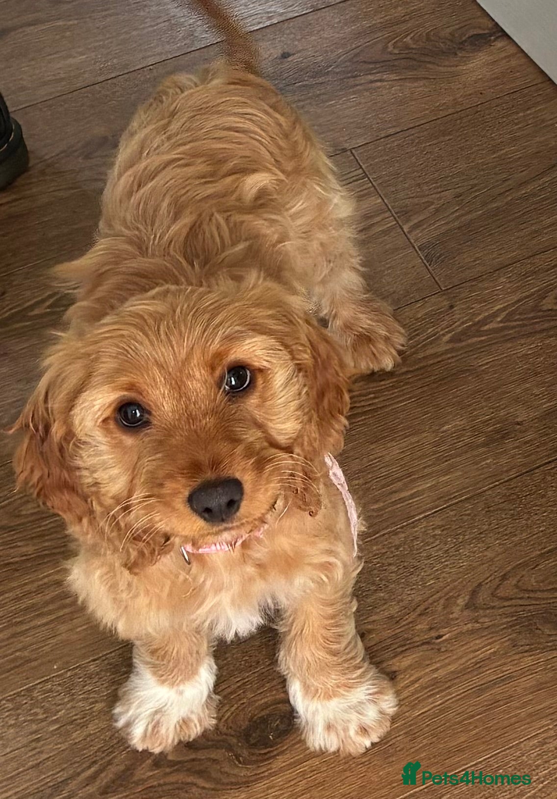 Cockapoo dogs F1B cockapoo girl, ready now - fully vaccinated  - Advert 1