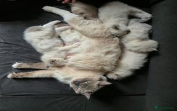 Ragdoll cats for sale: beautiful ragdoll kittens  - Image 12