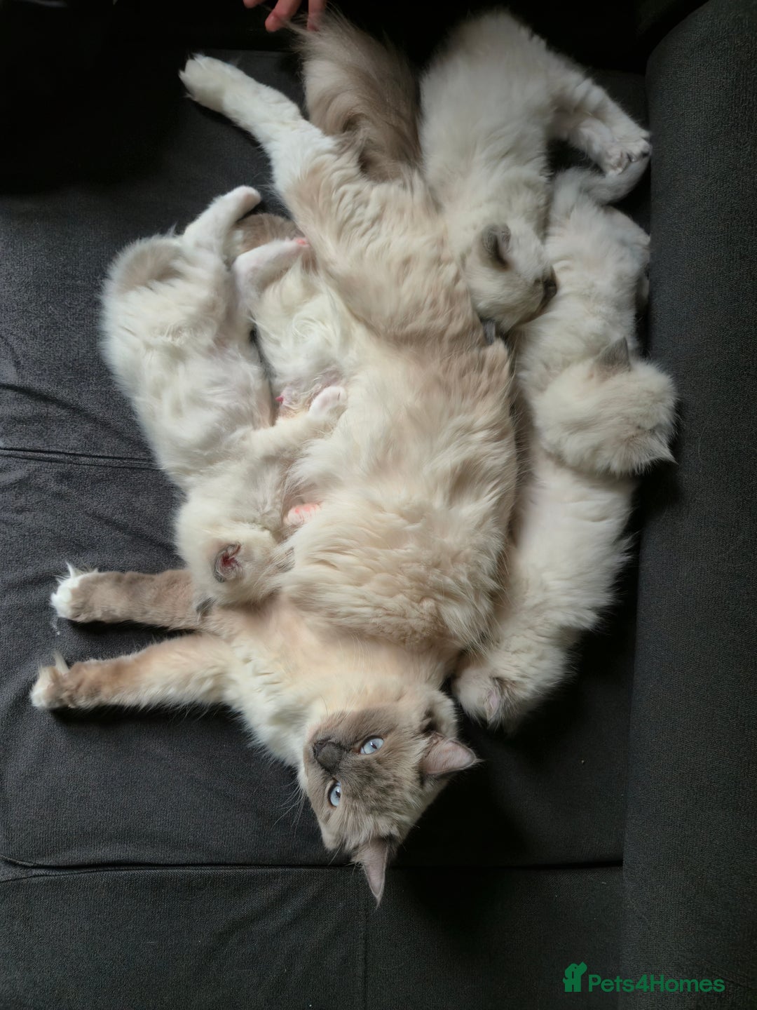 Ragdoll cats for sale: beautiful ragdoll kittens  - Image 12