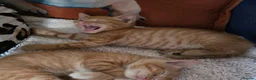 Mixed Breed cats for sale: Beautiful ginger kittens  - Advert 7