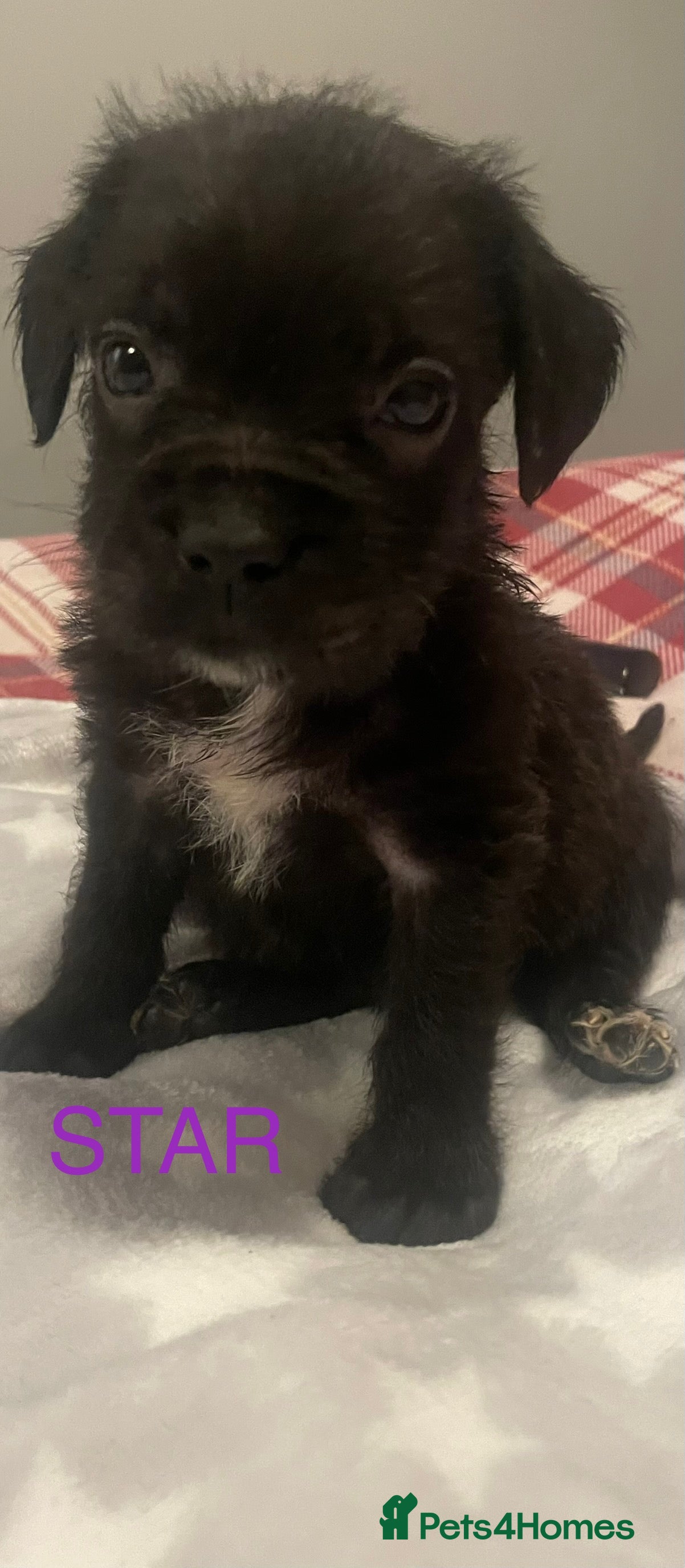 Mixed Breed dogs 1 BEAUT MALE & 1 PRINCESS FEMALE PUPPIES - Advert 7