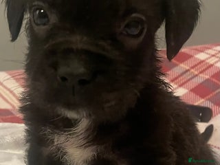 Mixed Breed dogs 1 BEAUT MALE & 1 PRINCESS FEMALE PUPPIES - Advert 7