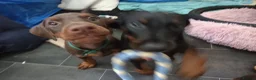 Dobermann dogs for sale: Dobermann puppies - Advert 11