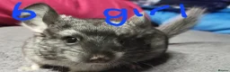 Chinchilla rodents for sale: Various baby chinchillas for sale - Advert 6