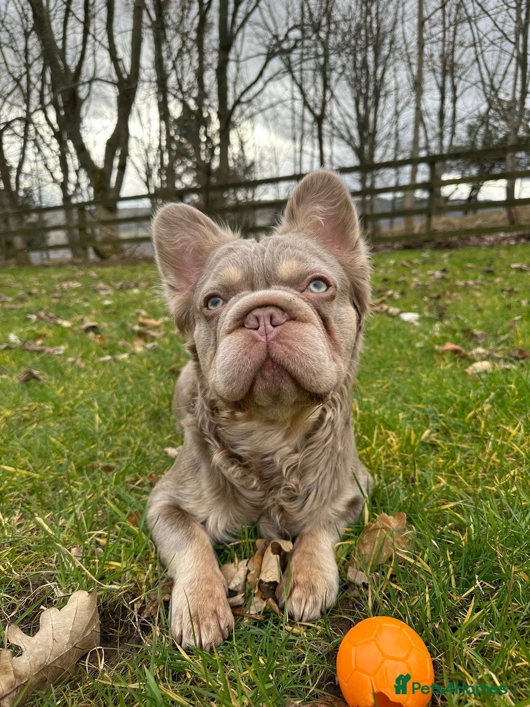 French Bulldog dogs for sale: French Bulldog - Blue/Tan - Advert 6