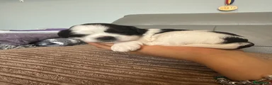 Lhasa Apso 5