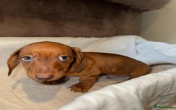 Dachshund dogs for sale: Two beautiful boys miniature dachshund puppies - Image 7