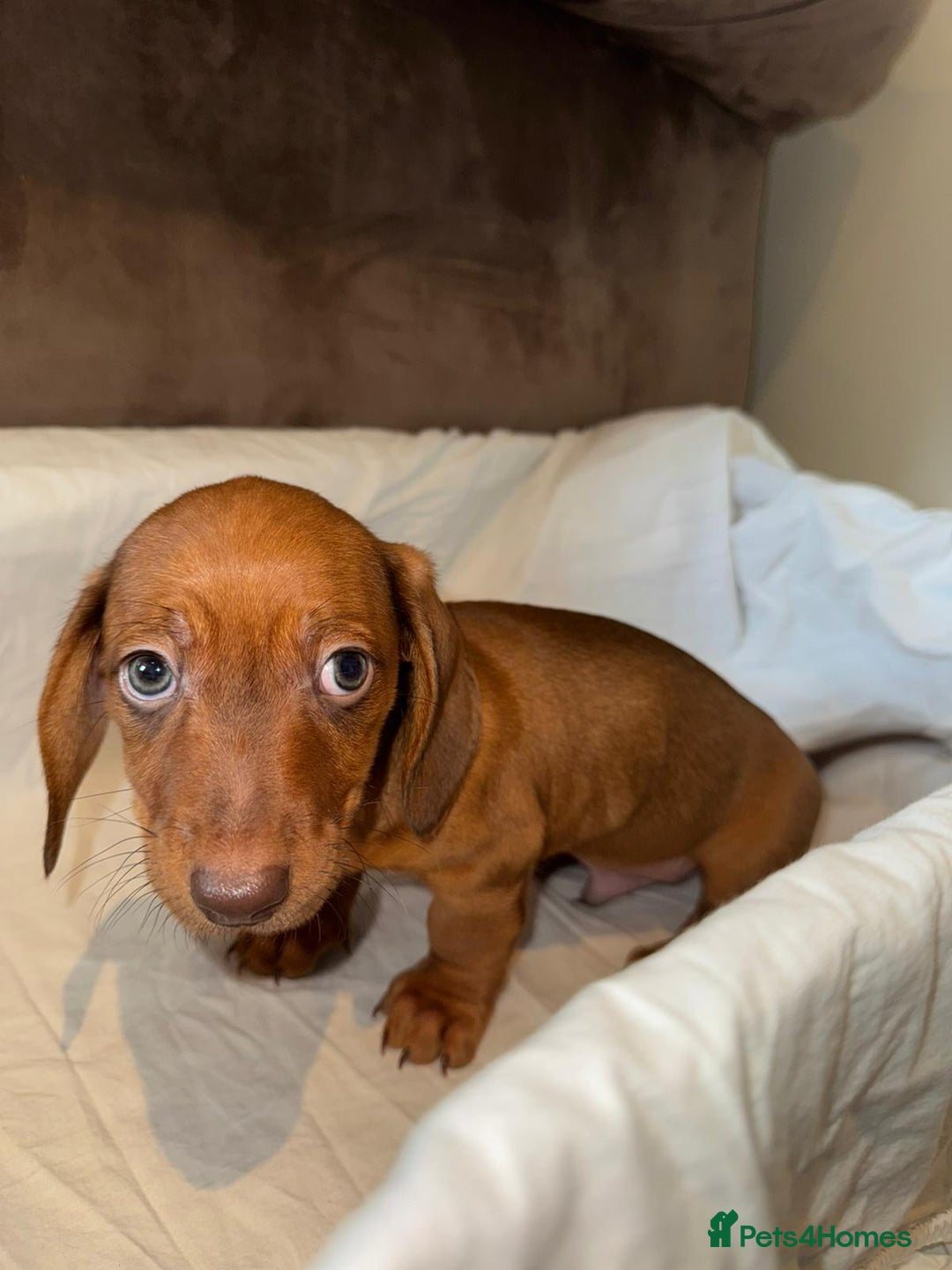 Dachshund dogs for sale: Two beautiful boys miniature dachshund puppies - Image 7