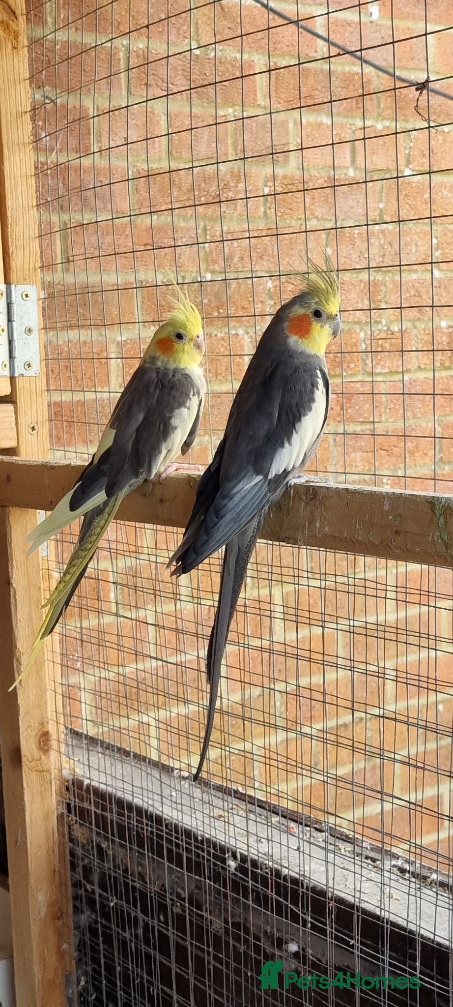 Mixed Breed birds Healthy Mix Budgies & Cockatiels for Sale - Advert 4