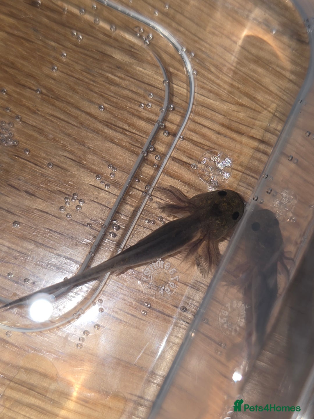 Other/Mixed Breed fish for sale: Baby axolotl  - Advert 5