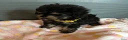 Toy Poodle dogs for sale: TOY POODLE GIRLS AND BOYS READ NOW  - Advert 14