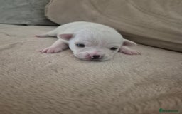 Chihuahua dogs for sale: 4 beautiful chihuahua puppies - Image 2