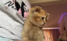 British Shorthair cats for sale: 🐾 Gorgeous British Shorthair Kittens 🐾 - Image 15