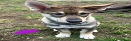Shepsky dogs for sale: Shepskys - Advert 3