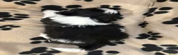 Shih Tzu dogs for sale: Beautiful Home reared Shih Tzu Puppies - Advert 10