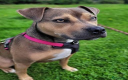 Mixed Breed dogs for sale: Staffy Cross In Need Of A Quieter Home 🐾💛 - Image 2