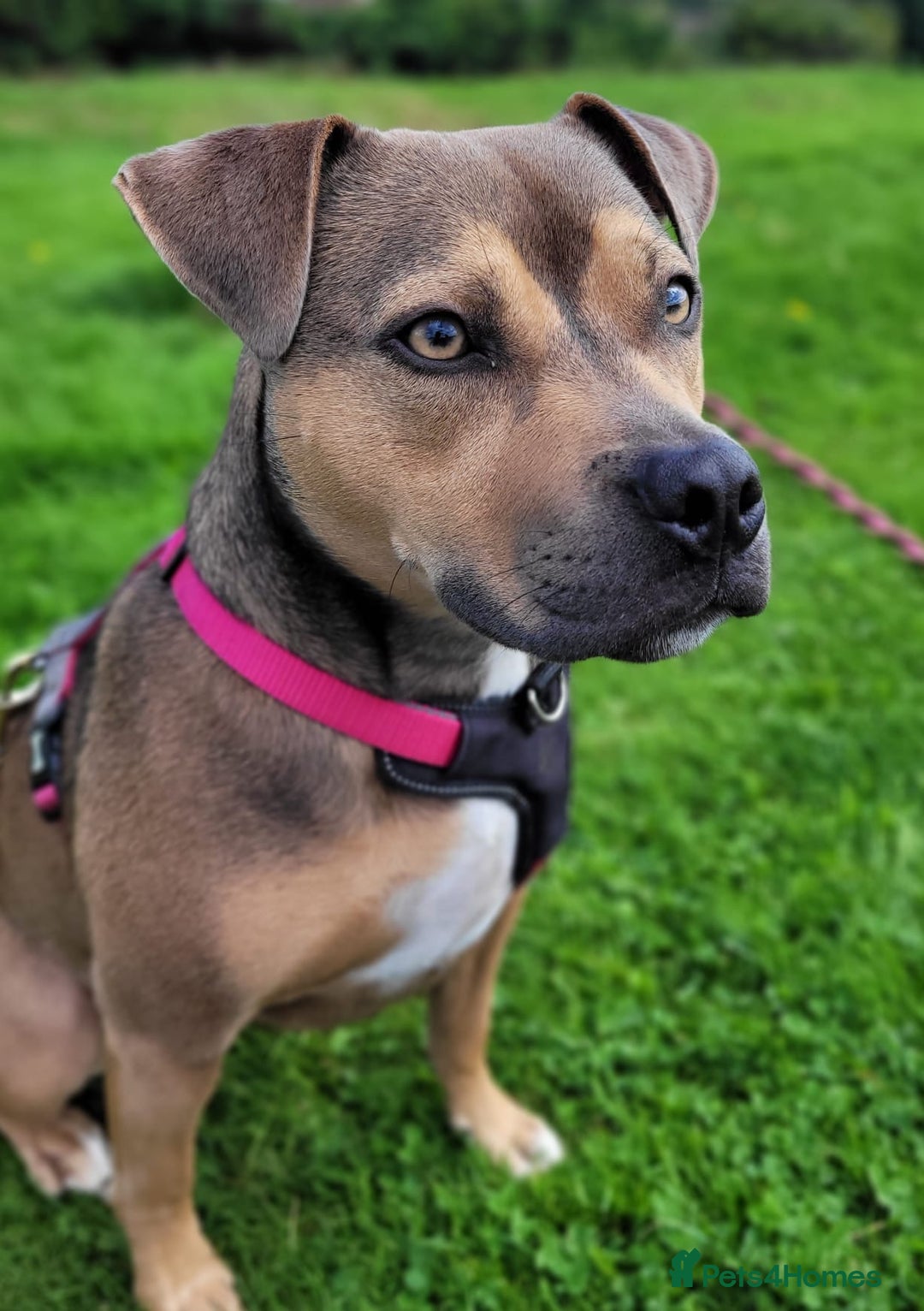 Mixed Breed dogs for sale: Staffy Cross In Need Of A Quieter Home 🐾💛 - Image 2