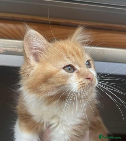 Mixed Breed cats - Advert 1