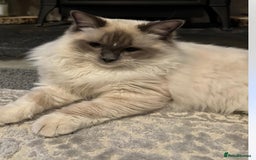 Ragdoll cats for sale: For sale 18month old - Image 1