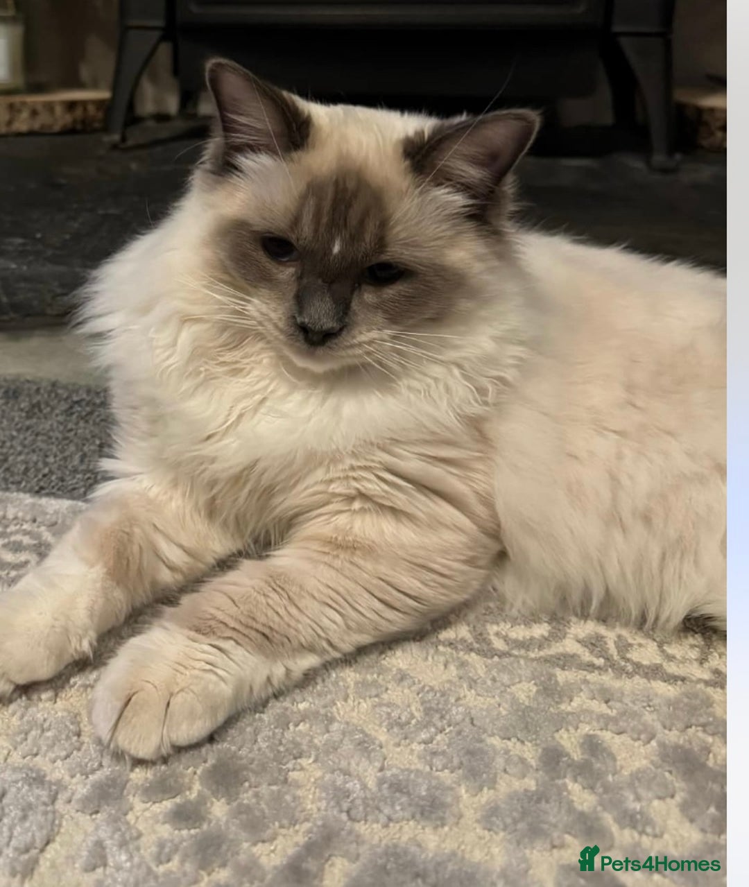 Ragdoll cats for sale: For sale 18month old - Image 1